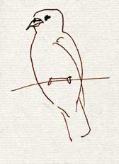 American crow, pen and ink