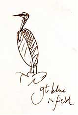 great blue heron, pen and ink