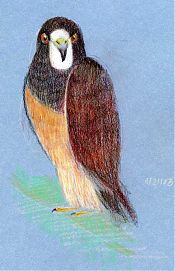 Swainson's Hawk: Derwent Coloursoft on Canson mi-teintes