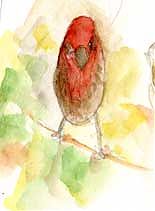 House finch, watercolor