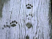 Frosty kitty footprints