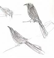 Great-tailed grackle, prismacolor