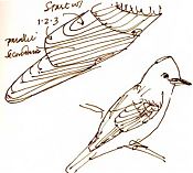 Hammond's flycatcher, pen and ink