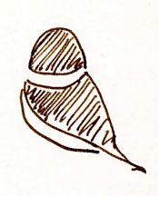 Killdeer on Lawn; pen and ink Killdeer on Lawn; pen and ink