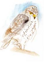 Ferruginous hawk: prismacolor with watercolor
