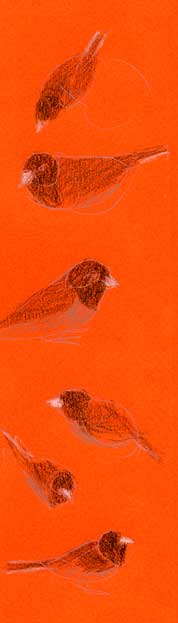 dark-eyed juncos, prismacolor