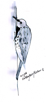 Northern flicker, pen and ink