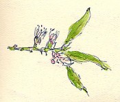 Almond branch with blossom