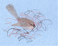 House wren, prismacolor on canson mi-teintes