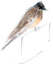 say's phoebe, prismacolor