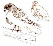 Ferruginous hawk: pen and ink