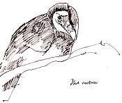 Black vulture, pen and ink