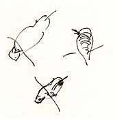 Costa's hummingbird, pen and ink