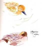 American wigeon, watercolor