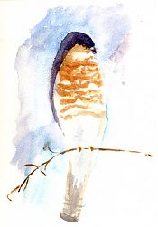 Cooper's hawk, watercolor