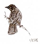 American crow, pen and ink