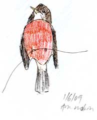 american robin, pen and colored pencil