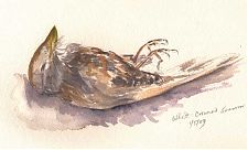 White-crowned sparrow, watercolor