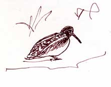 Wilson's Snipe, pen and ink