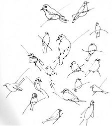 american robin, pen and ink