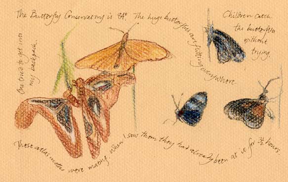 Butterflies and Atlas moths