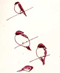 Loggerhead Shrike, pen and ink