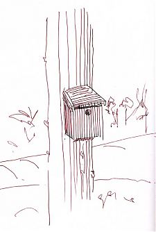 Bluebird box, pen and ink