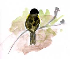 Lesser goldfinch, watercolor