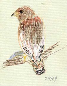 Red-shouldered hawk, derwent colorsoft on Fabriano artistico