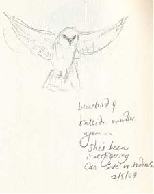 Western bluebird, prismacolor on Fabriano artistico