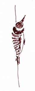 Nuttalls woodpecker, pen and ink