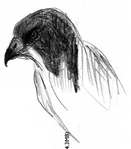 unidentified raptor, prismacolor