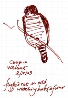 Cooper's hawk, pen and ink