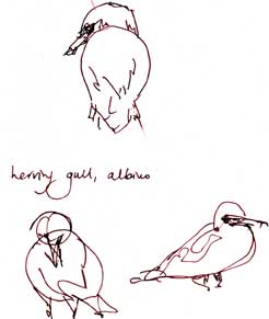 Albino herring gull, pen and ink