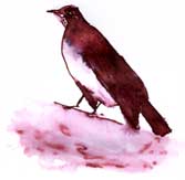 american robin, pen and ink