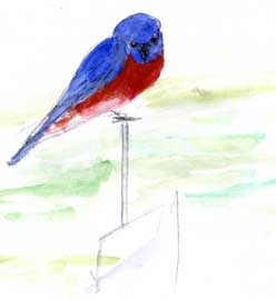 Western bluebird, watercolor Western bluebird, watercolor