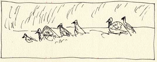 Gobblers in our field