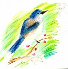 Scrubjay in peach tree: Derwent Inktense