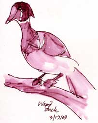 Wood duck male, pen and ink