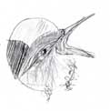 House wren, graphite