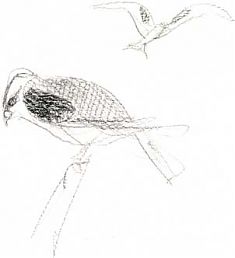 white-tailed kite: prismacolor