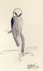 white-tailed kite: watersoluble graphite