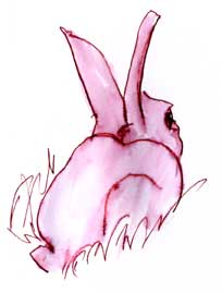 cottontail rabbit, pen and ink
