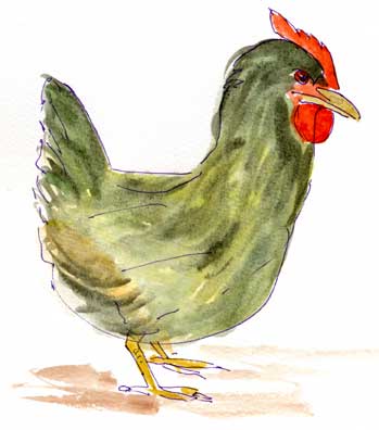 black chicken, pen and wash