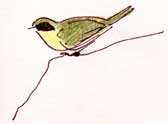 common yellowthroat, pen and prismacolor