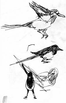 magpies, pen and ink