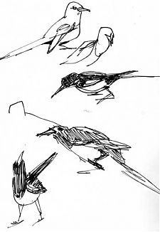 magpies, pen and ink