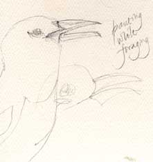 Yellow-billed magpie, graphite
