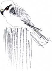 white-tailed kite: watersoluble graphite
