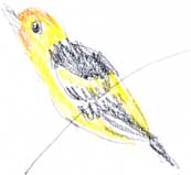 Western tanager, derwent coloursoft